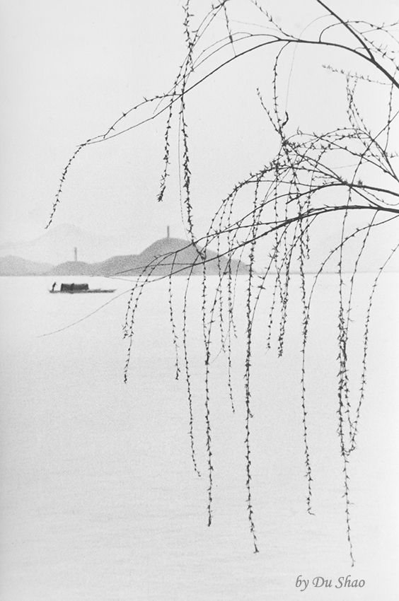 Willow Shoots in Drizzle
